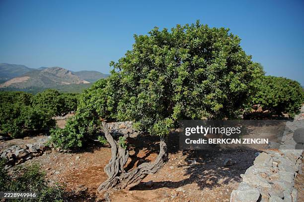 Mastic Color Tree 129 Mastic Tree Stock Photos, High-Res Pictures, and Images - Getty Images