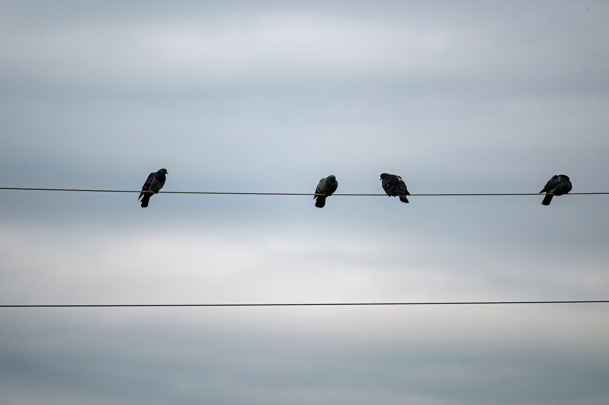 bird on power line