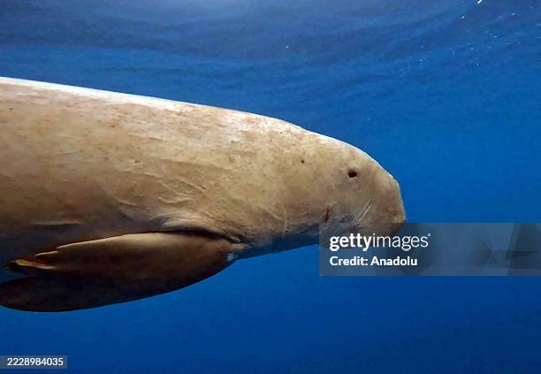 Dugong, classified as "endangered" by the International Union for Conservation of Nature , is seen swimming underwater in the Red Sea, Egypt, on July...
