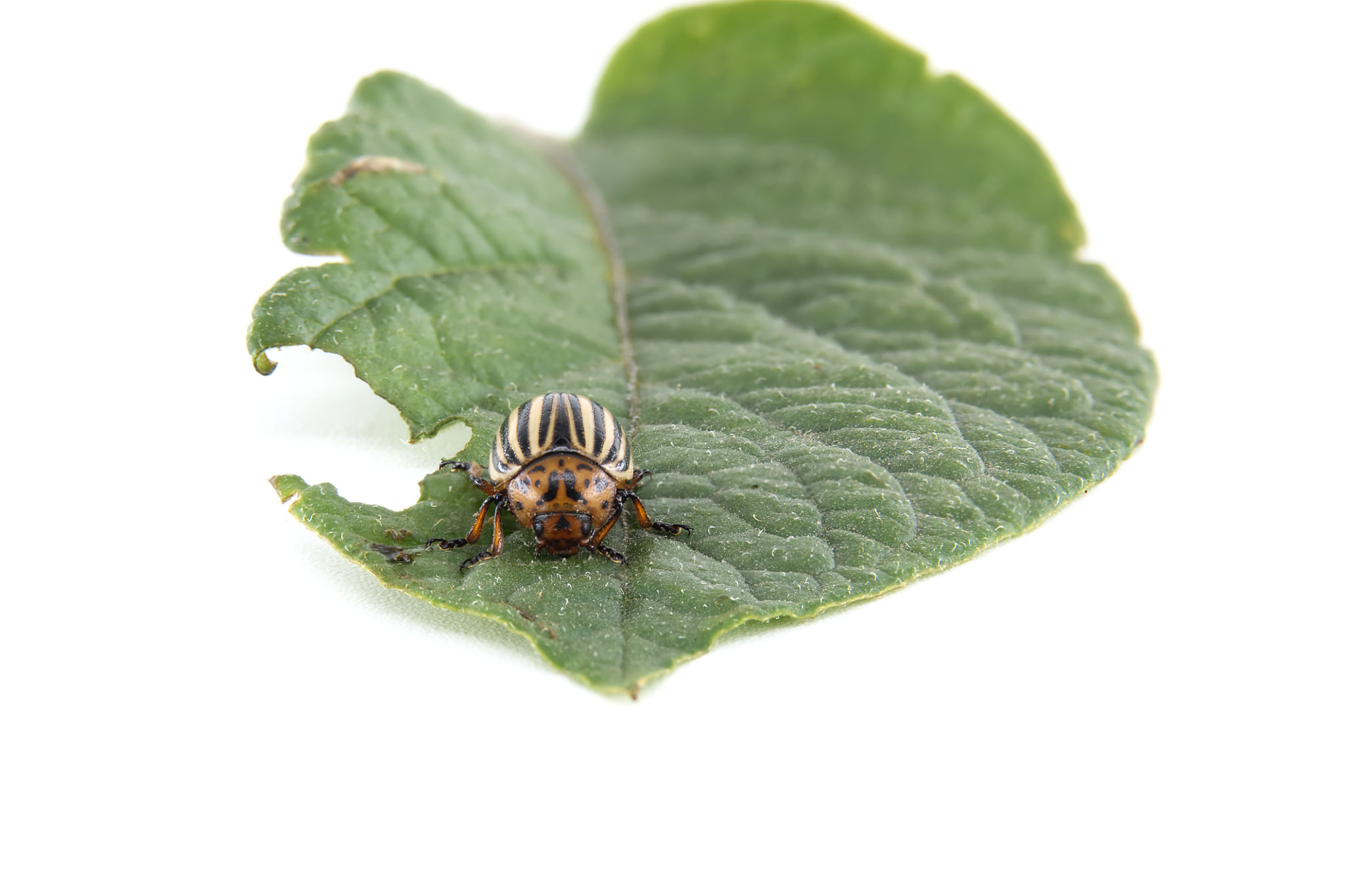 insect control