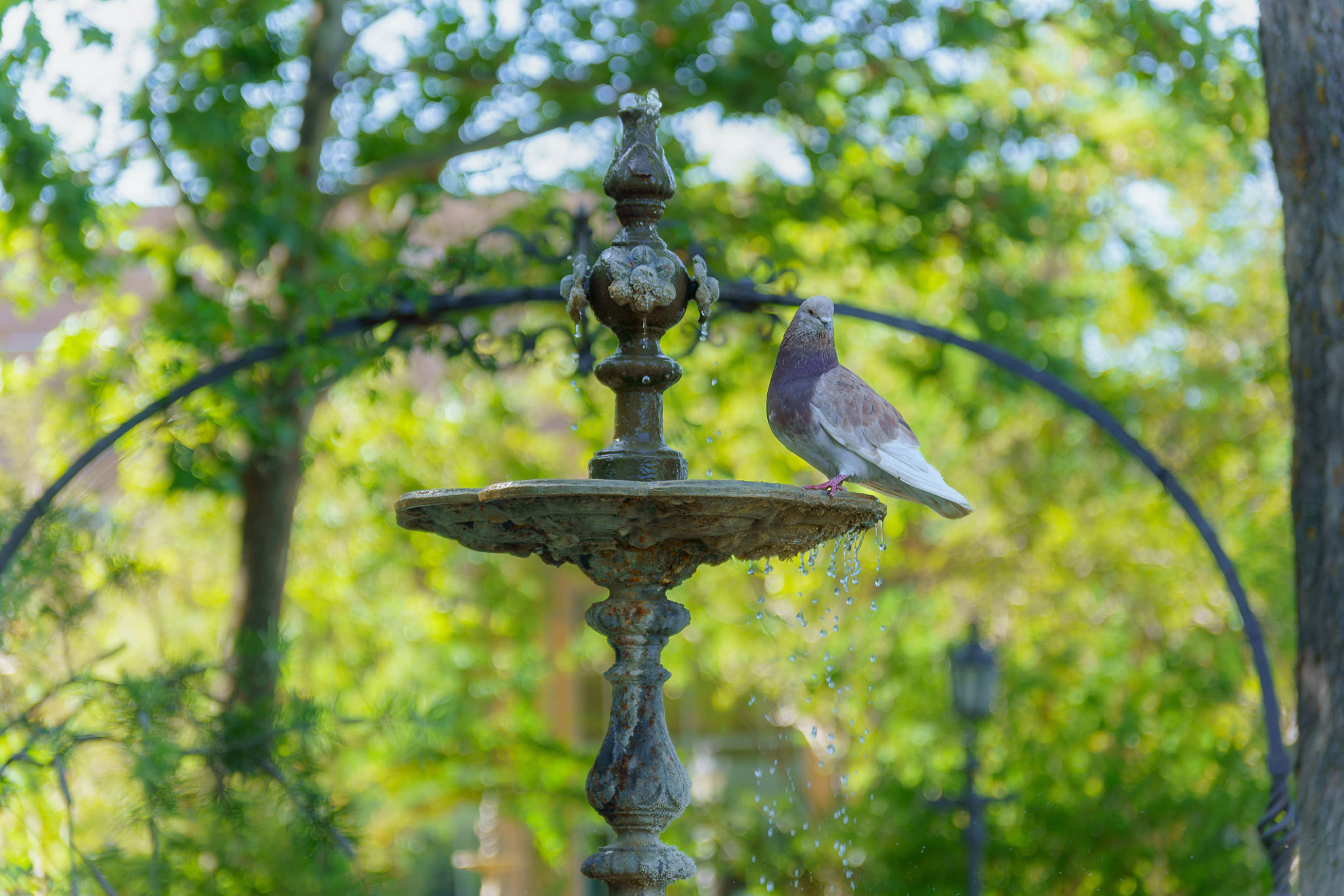spanish garden