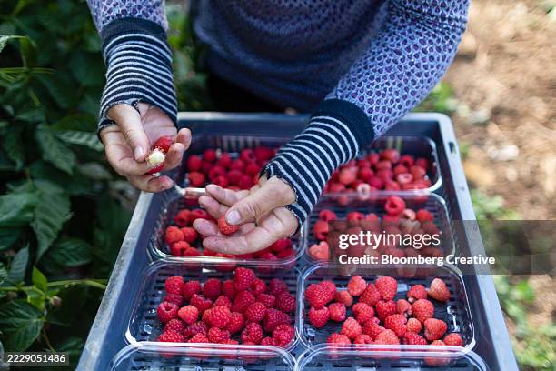 a worker picking raspberries on a farm - plastic punnet stock pictures, royalty-free photos & images