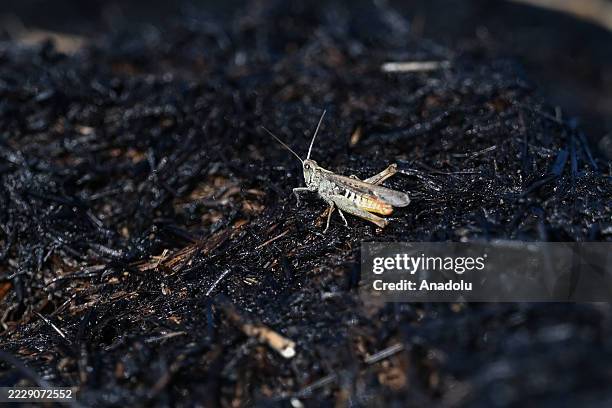 Burnt Insect 4,262 Insect Damage Stock Photos, High-Res Pictures, and Images - Getty ...