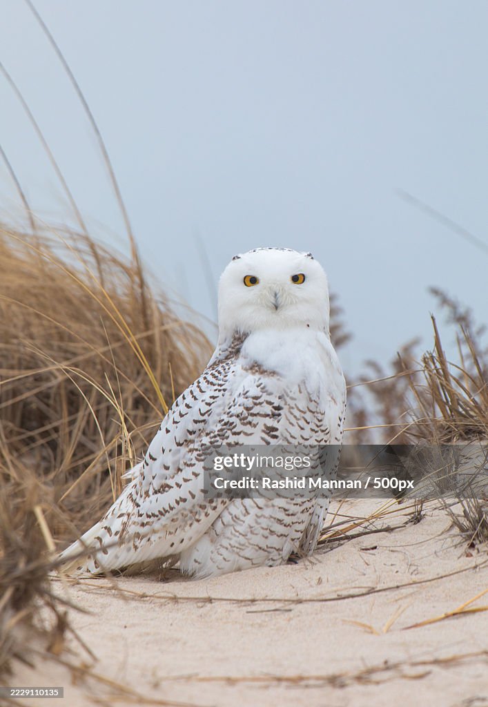 Portrait of snowy owl perching on field against sky,Jones Beach,New York,United States,USA