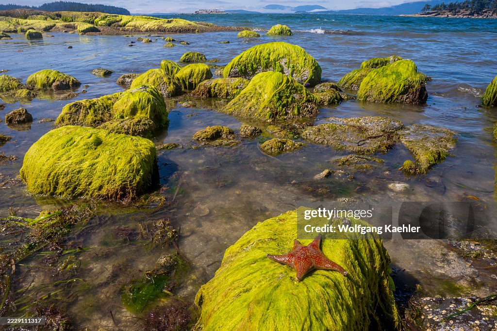 A Leather Star (also known as a Garlic Star) or Dermasterias...