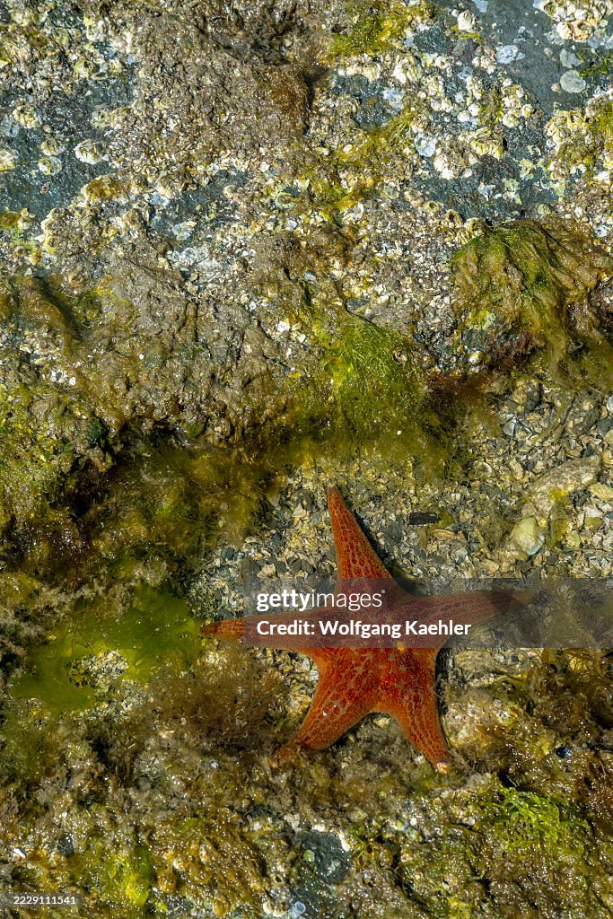 A Leather Star (also known as a Garlic Star) or Dermasterias...