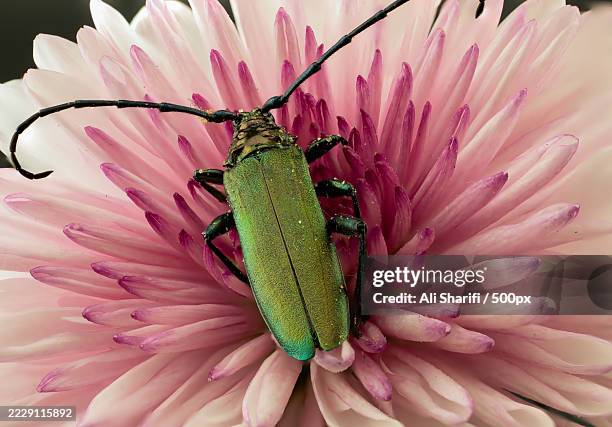 close-up of insect on flower,lower saxony,germany - käfer stock-fotos und bilder