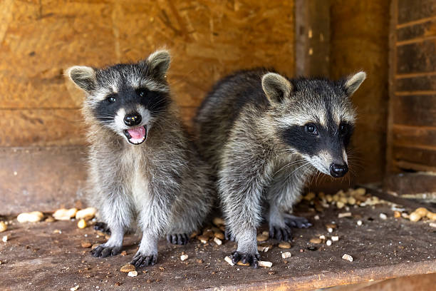 July 2025, Hesse, Lich: Two young raccoons sit in an enclosure. Motherless raccoon babies and cubs are cared for and raised in the animal rescue and...