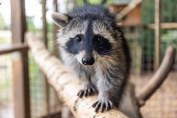 July 2025, Hesse, Lich: A young raccoon stands on a branch in an enclosure. Motherless raccoon babies and cubs are cared for and raised in the animal...