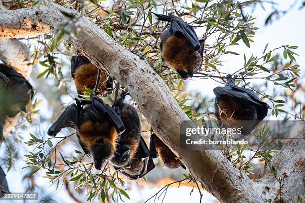 une colonie de renards volants australiens se prépare à partir à l’heure dorée - pteropus poliocephalus photos et images de collection