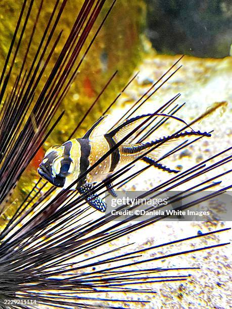 cardinal fish - cardinalfish stock pictures, royalty-free photos & images