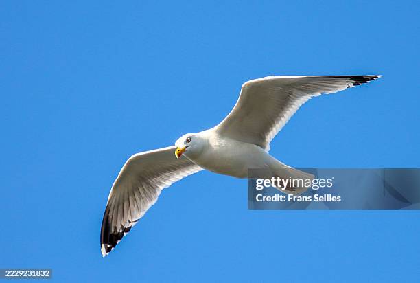 european herring gull (larus argentatus) in flight - meeuw stockfoto's en -beelden