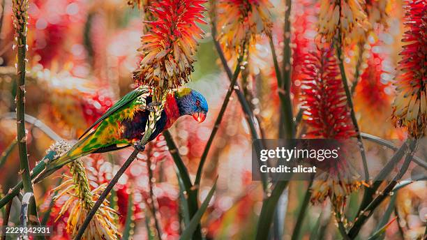 rainbow lorikeet (trichoglossus moluccanus) - lorikeet stock pictures, royalty-free photos & images