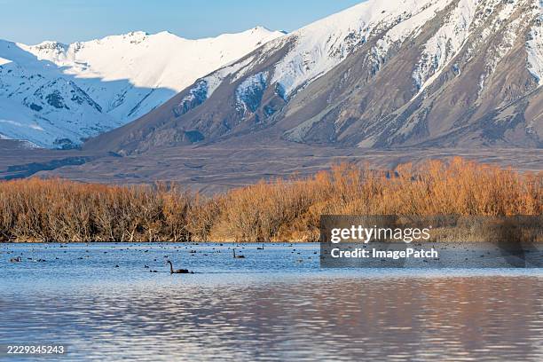 bird life on lake alexandrina, new zealand - 4931 stock pictures, royalty-free photos & images