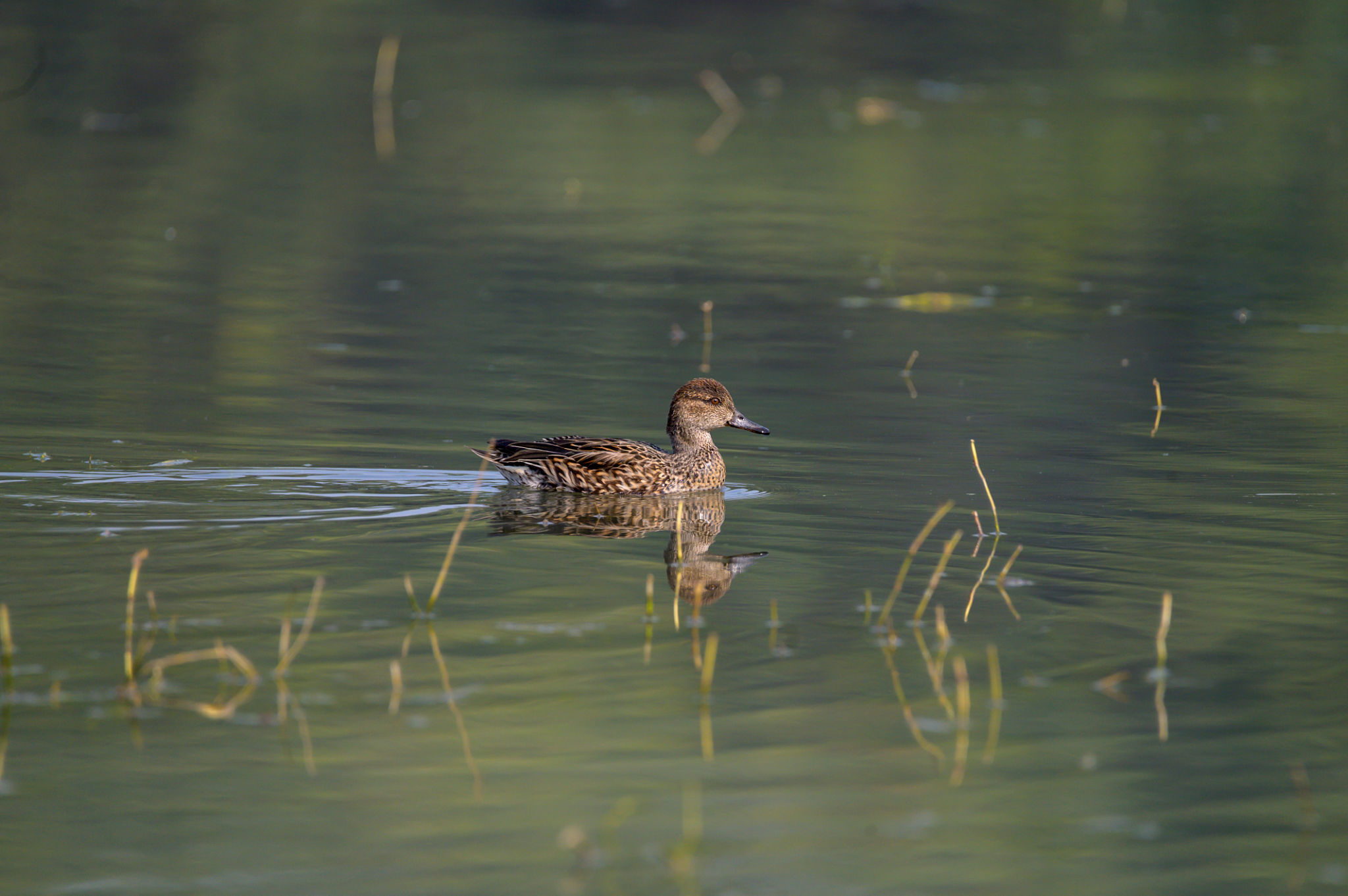 nature park gurugram
