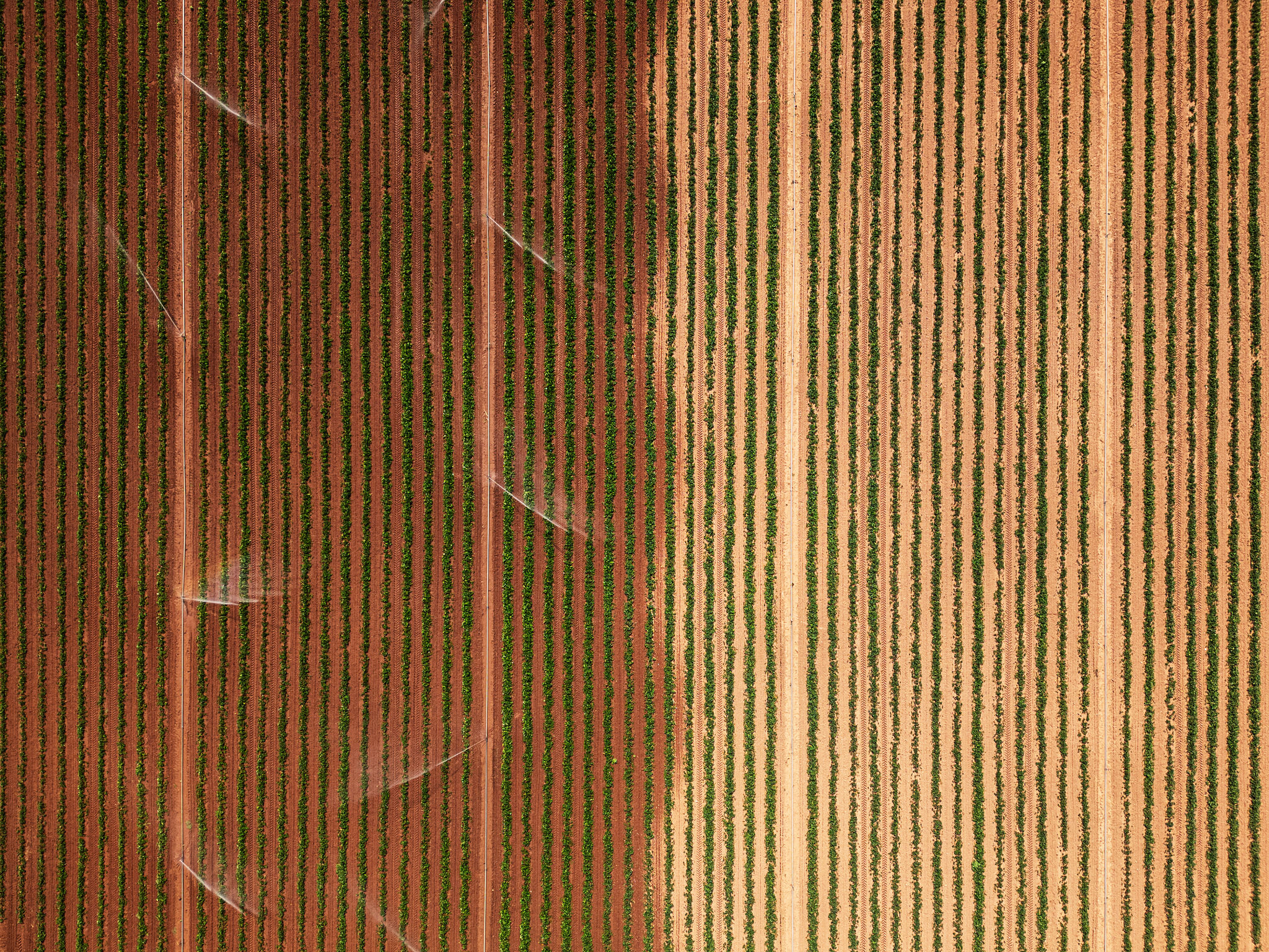 soil moisture
