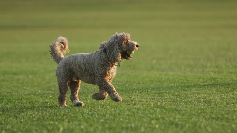 https://media.gettyimages.com/id/2229472352/video/adorable-labradoodle-running-and-playing-fetch-in-a-green-park.jpg?b=1&s=640x640&k=20&c=5oal6YT3RFg6n7FbfnIzn1kKQF5GfaG-lY4Vlh8cXFY=