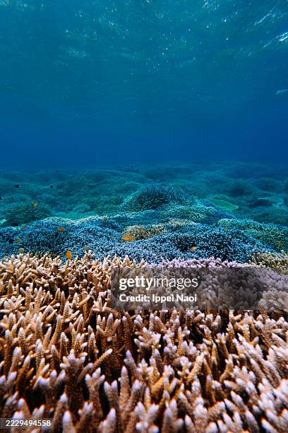 healthy coral reef in clear tropical water, okinawa, japan - hard coral stock pictures, royalty-free photos & images