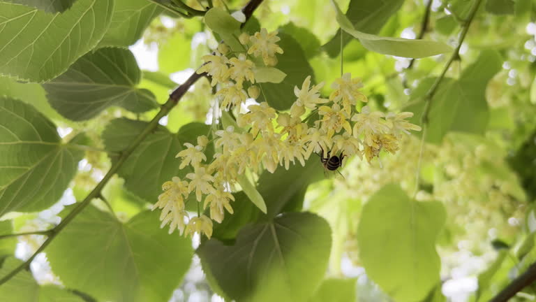 https://media.gettyimages.com/id/2229496128/video/honey-bee-collects-nectar-from-flowers-of-blooming-american-basswood-also-known-as-an.jpg?b=1&s=640x640&k=20&c=Q5De0qGL75xcOuXkLq8cjiRIqJcdyCYtaoNV2o0JHGk=