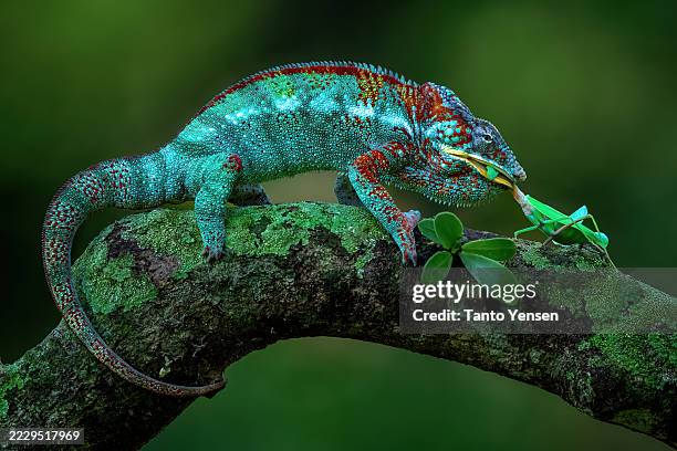 pantherchamäleon - pantherchamäleon stock-fotos und bilder