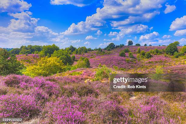 blooming heather on the posbank and a beautifull cloudscape near arnhem - hill range stock pictures, royalty-free photos & images