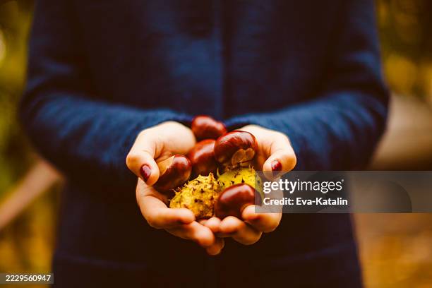 ambiance d'automne - châtaigne photos et images de collection