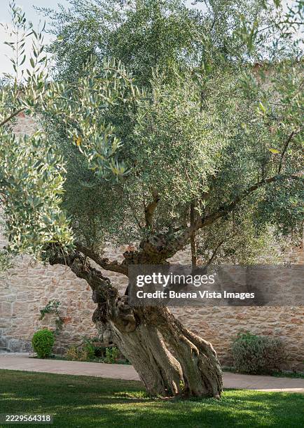 centuries-old olive tree in a greek olive grove. - kalamata olive stock pictures, royalty-free photos & images