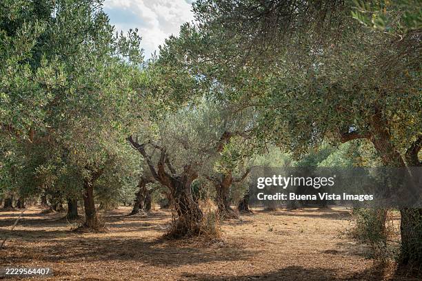 centuries-old olive tree in a greek olive grove. - peloponnese stock pictures, royalty-free photos & images