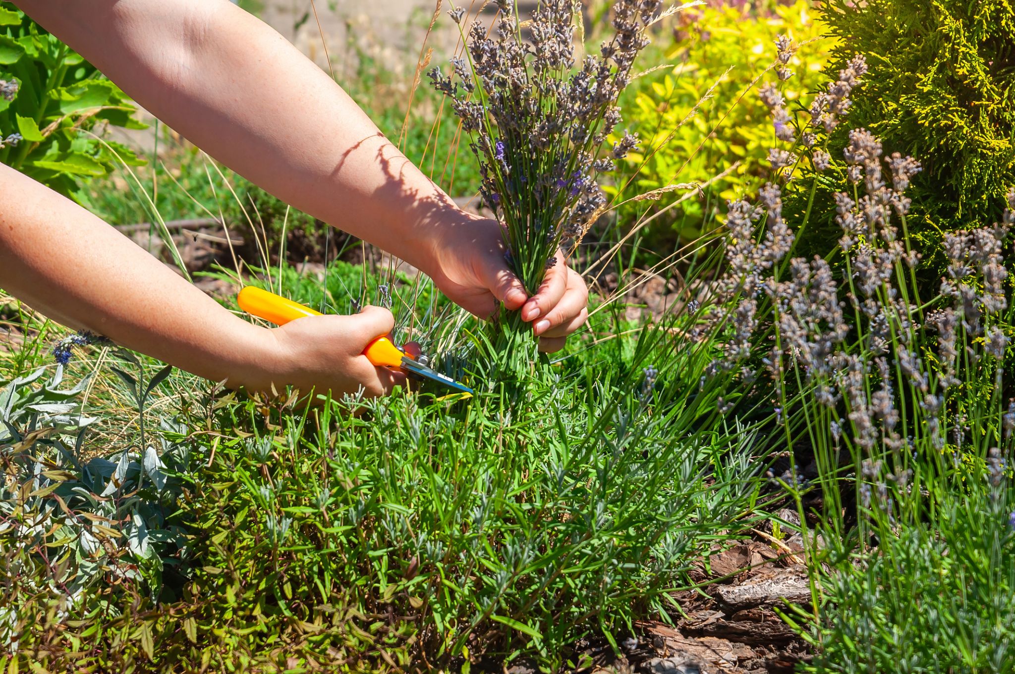 pruning herbs