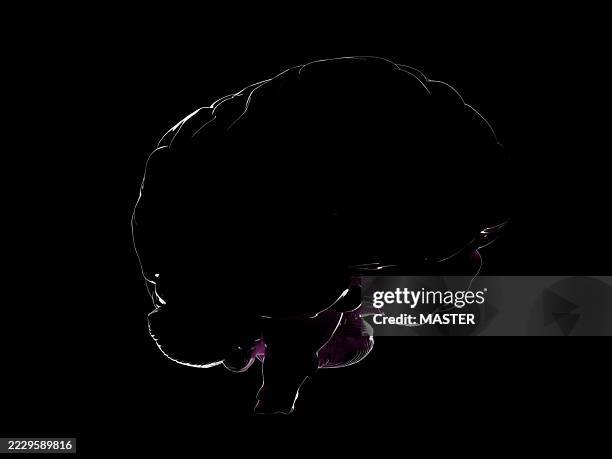 brain silhouette - central nervous system stock pictures, royalty-free photos & images