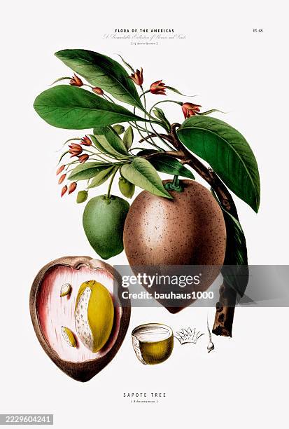 sapote tree, sapodilla plant, antique, hand-colored, flowers and fruits, botanical illustration, published in 1835 - sapodilla stock illustrations