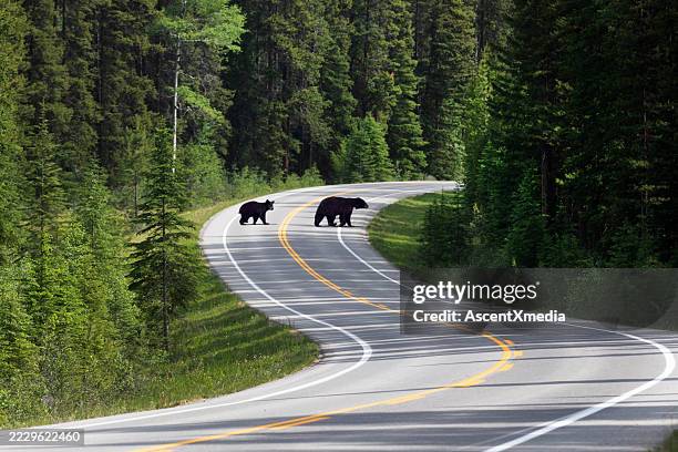 madre oso negro y cachorro de dos años cruzando la carretera. - banff fotografías e imágenes de stock