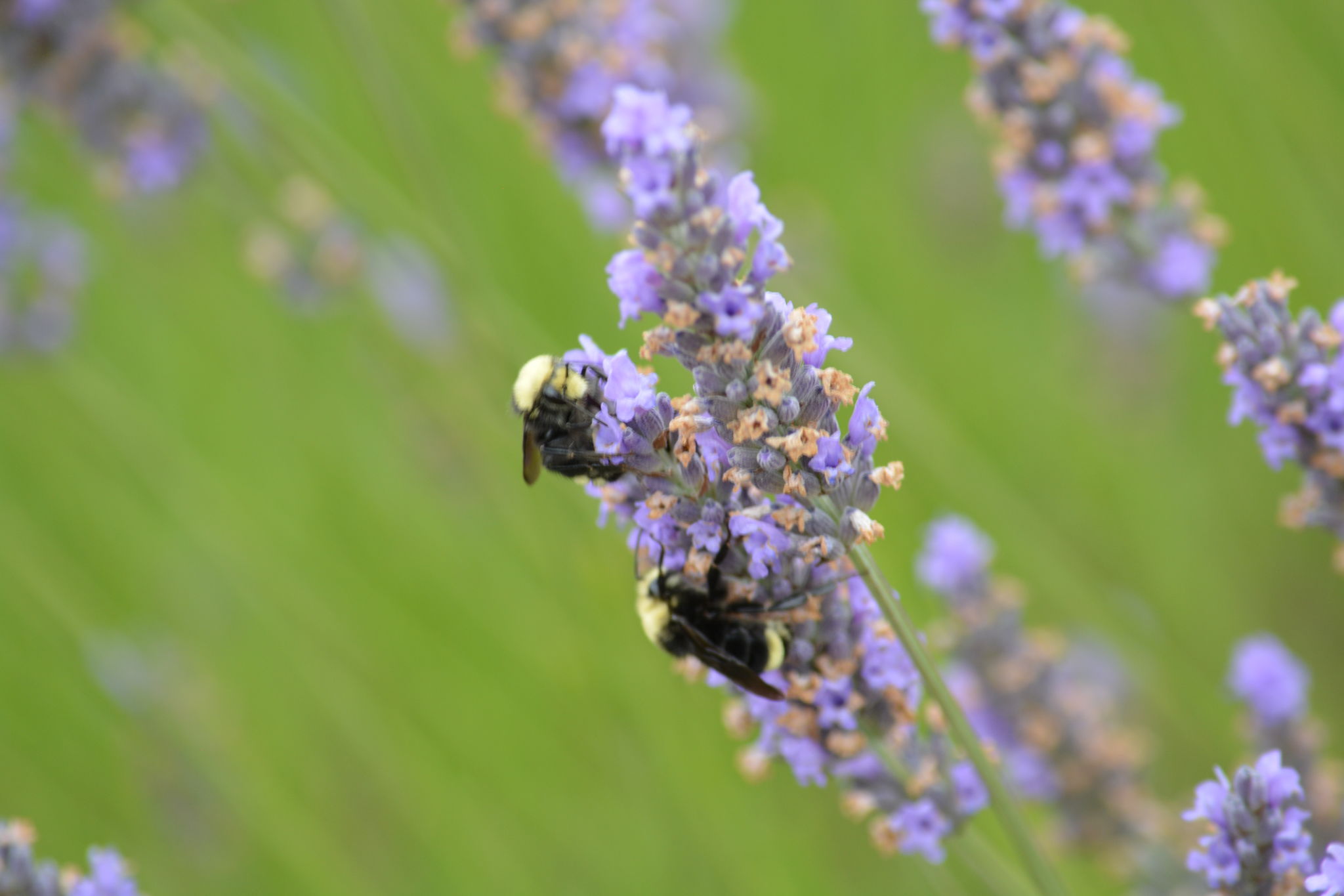 pollinator friendly plants