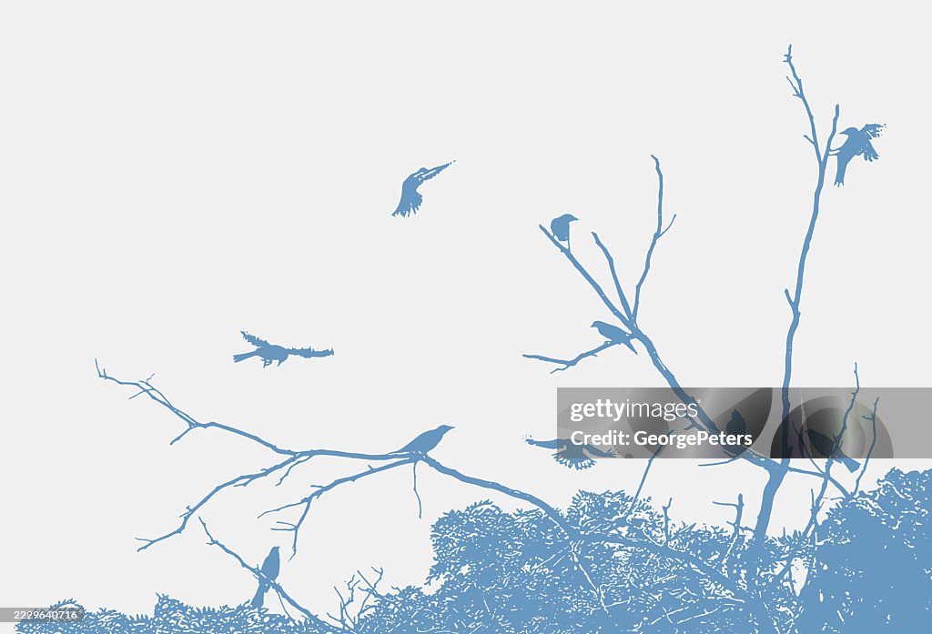 Flock of black birds perching on tree