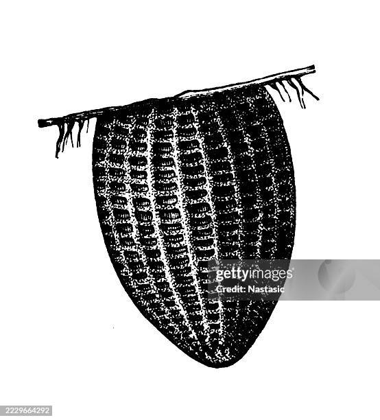 egg of monarch butterfly (danaus plexippus, or danais) - cabbage isolated stock illustrations