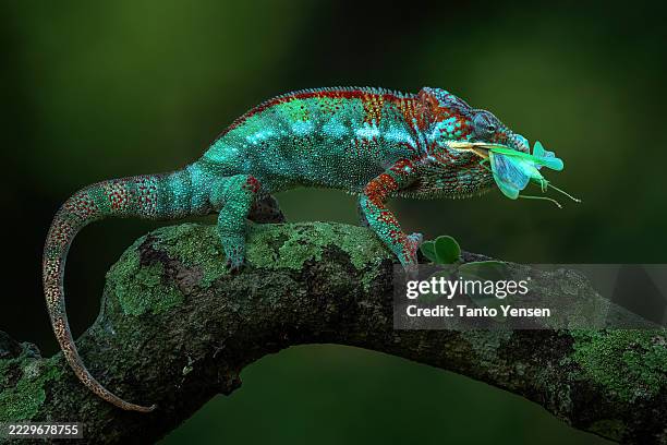 panther chameleon - camouflage stock pictures, royalty-free photos & images