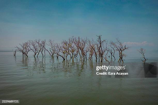 Dead mangroves are seen partly submerged in seawater amid rising tides on August 12, 2025 in Hagonoy, Philippines. In the Philippines’ coastal...
