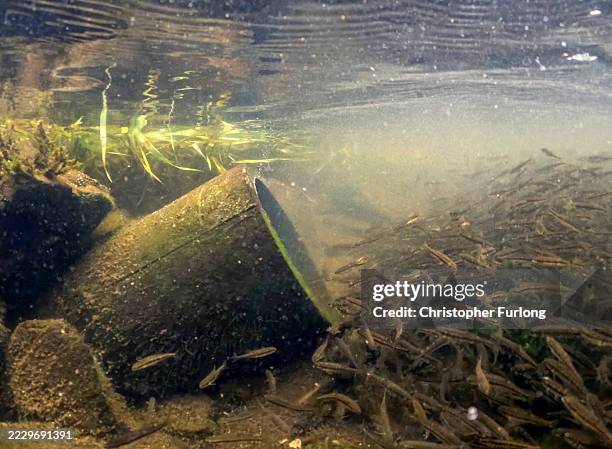 Fish feed from sediment from a combined sewer overflow pipe as it discharges into the River Brathay which feeds into Lake Windermere on August 11,...