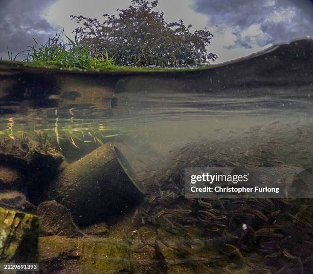 Fish feed from sediment from a combined sewer overflow pipe as it discharges into the River Brathay which feeds into Lake Windermere on August 11,...