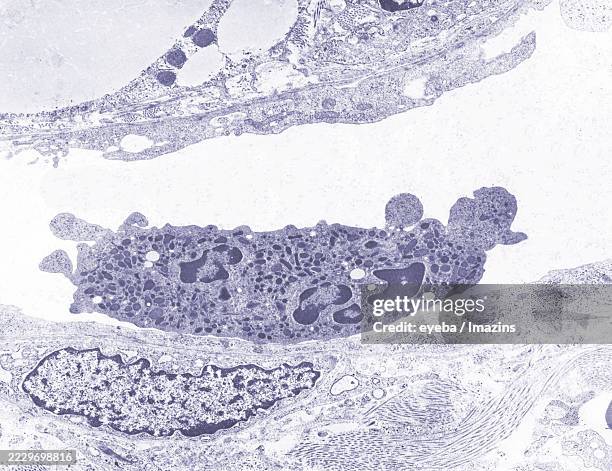 capillary, neutrophil, neutrophilic white blood cell, vessel - neutrophil stock pictures, royalty-free photos & images