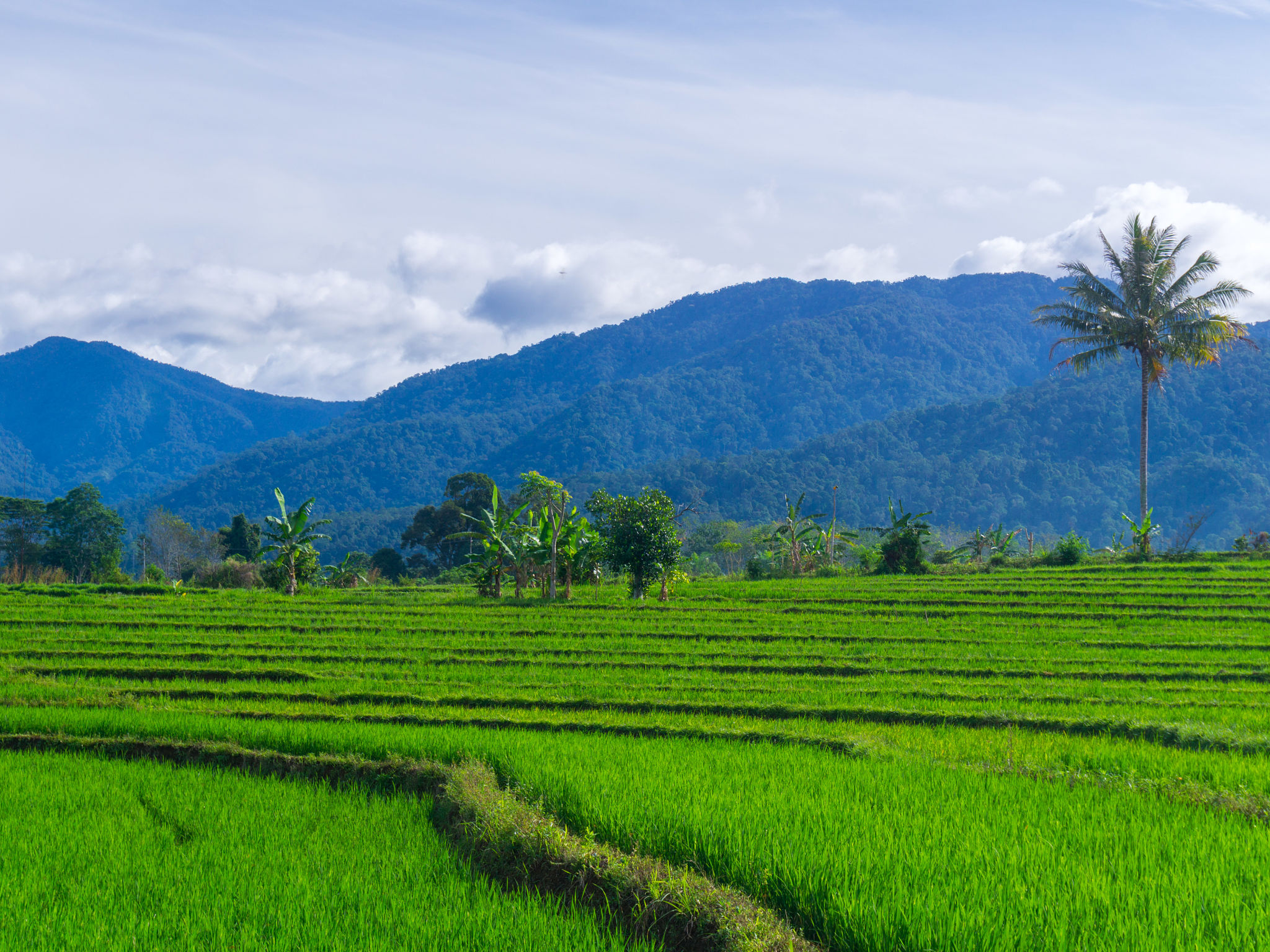 indonesian farm