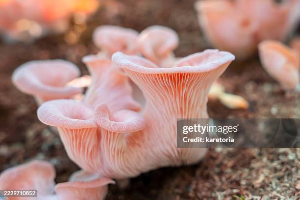 close-up of pink oyster mushrooms in sunlight - pleurote photos et images de collection