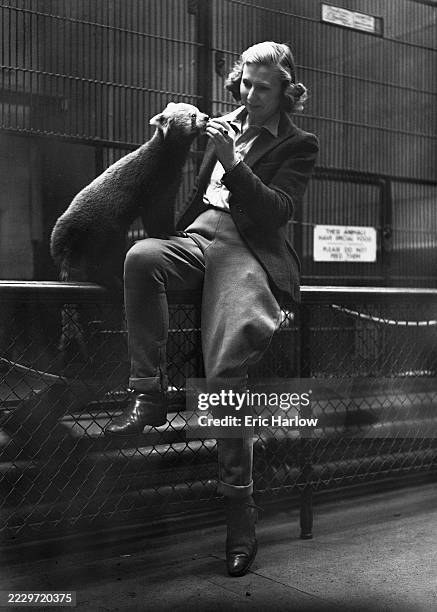 Valerie Higgins sitting on railings and hand-feeding a red panda at London Zoo during World War II, September 15th 1941. Higgins, of Bracknell in...