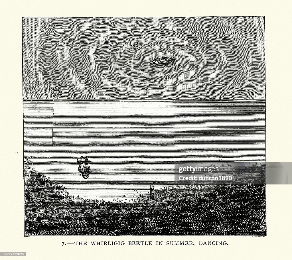 Whirligig beetle, are water beetles, comprising the family Gyrinidae, Vintage Illustration 19th Century