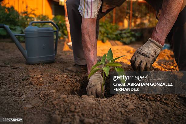 senior farmer carefully plants a young seedling in fertile soil, nurturing new life in his vegetable garden - differential focus stock pictures, royalty-free photos & images