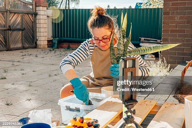 woman creating a gardening tutorial outdoors with a potted plant - sansevieria stock pictures, royalty-free photos & images