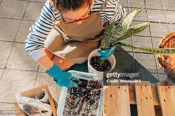 woman gardening outdoors with gloves and apron, planting a snake plant in a pot - sansevieria stock pictures, royalty-free photos & images