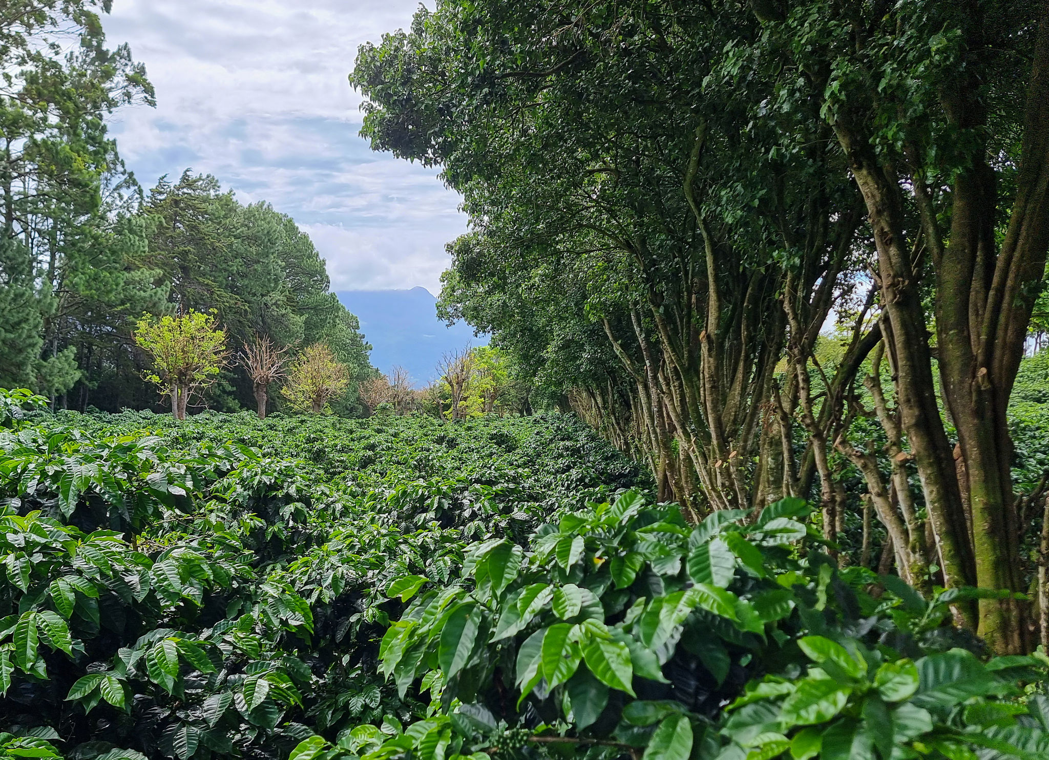 panama nature