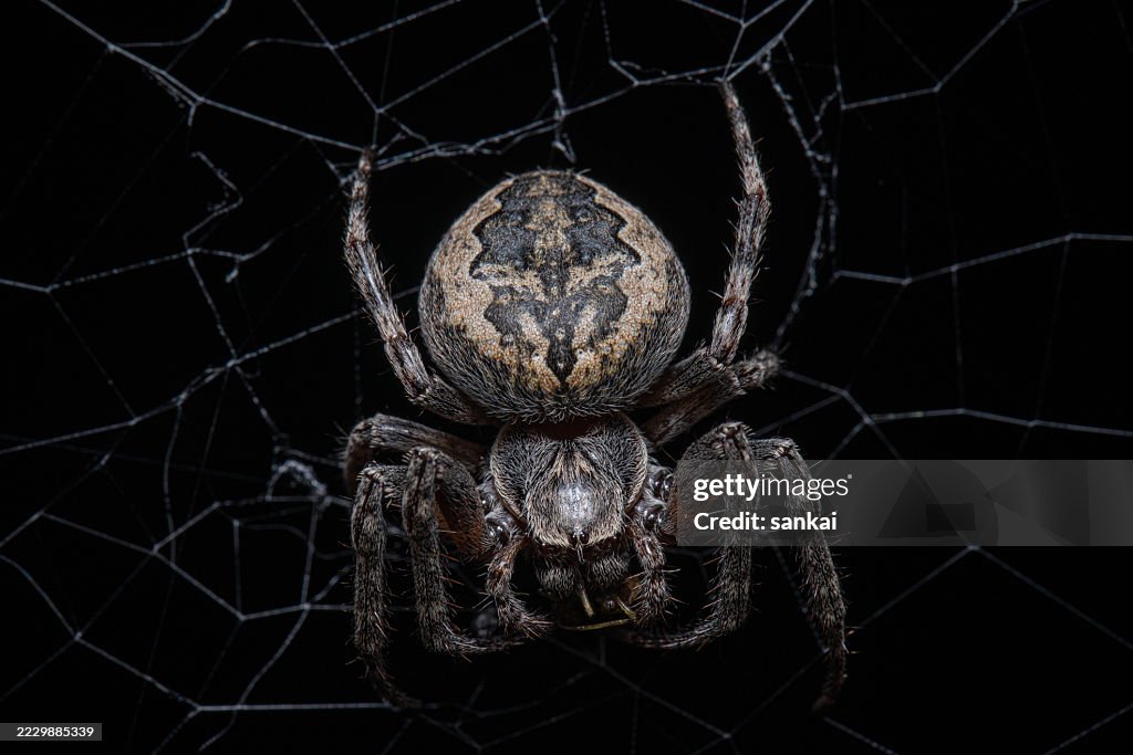 Nahaufnahme der Spinne auf kompliziertem Netz vor schwarzem Hintergrund