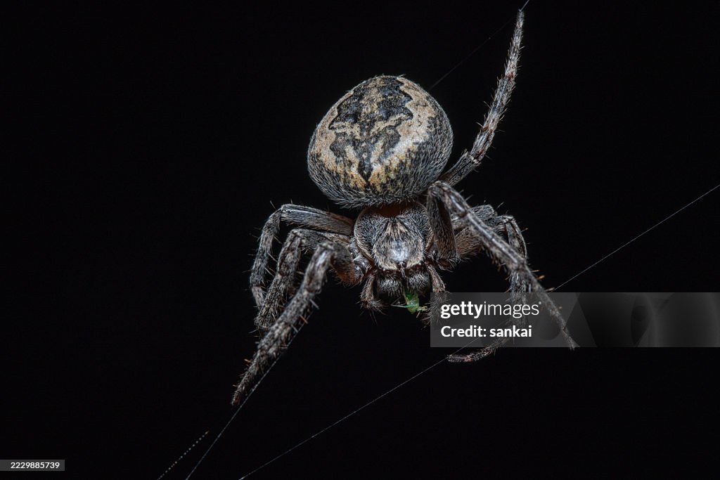 Close-Up of Spider on Intricate Web Against Black Background